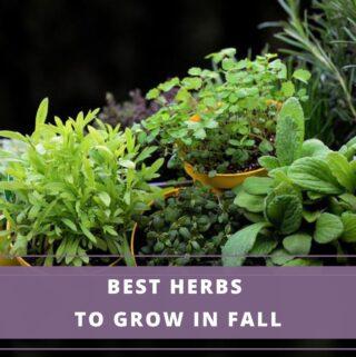 growing herbs in pot during fall