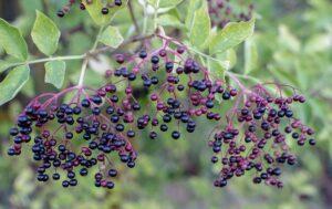 branch of elderberries