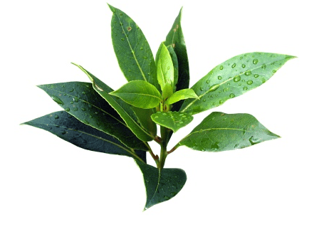 tea tree spig of leaves