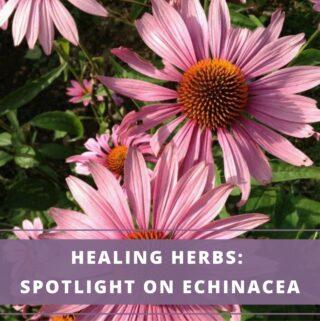 echinacea flowers