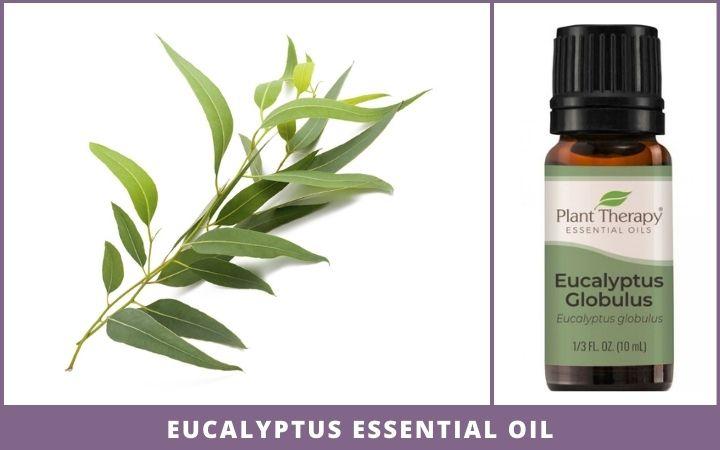 eucalyptus stalk + essential oil bottle