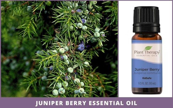 juniper berry tree + essential oil bottle