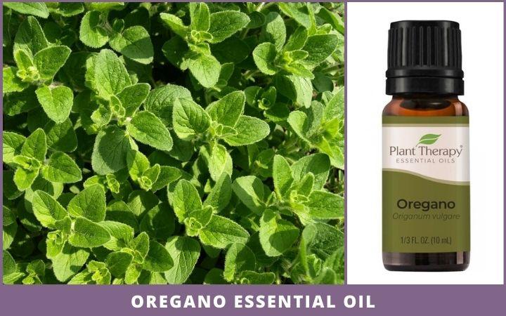 oregano leaves + essential oil bottle