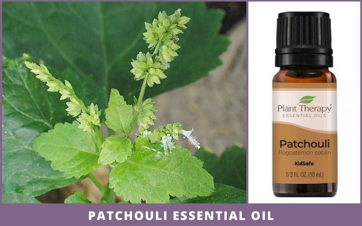 patchouli leaves + essential oil bottle