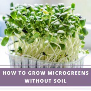 microgreens gowing in a plastic container with water