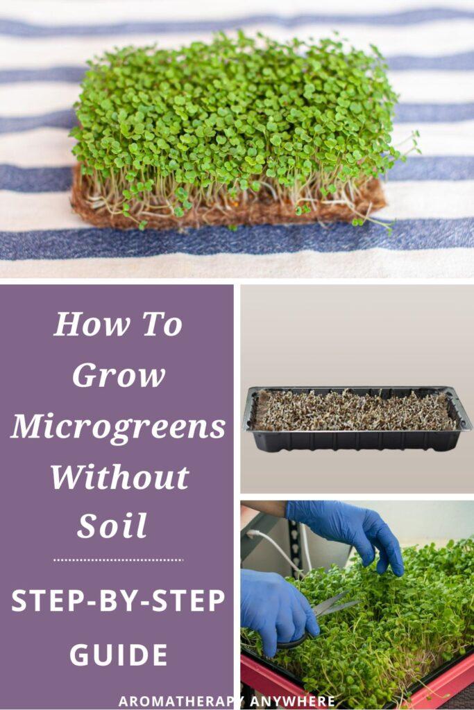images of microgreens growing without soil and lady harvesting homemade microgreens