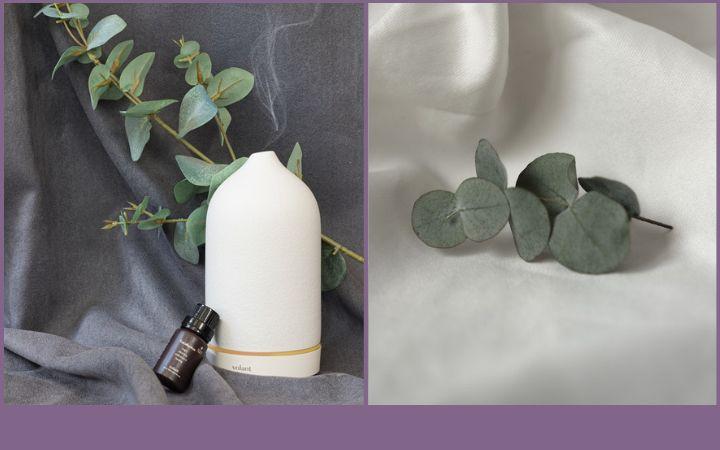 eucalyptus essential oil bottle and diffuser with eucalytus leaves at the side