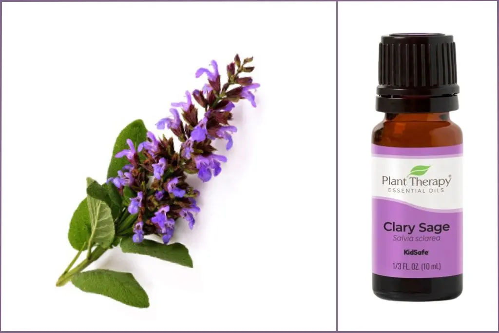 Clary Sage flowers on stalk + Clary Sage essential oil bottle