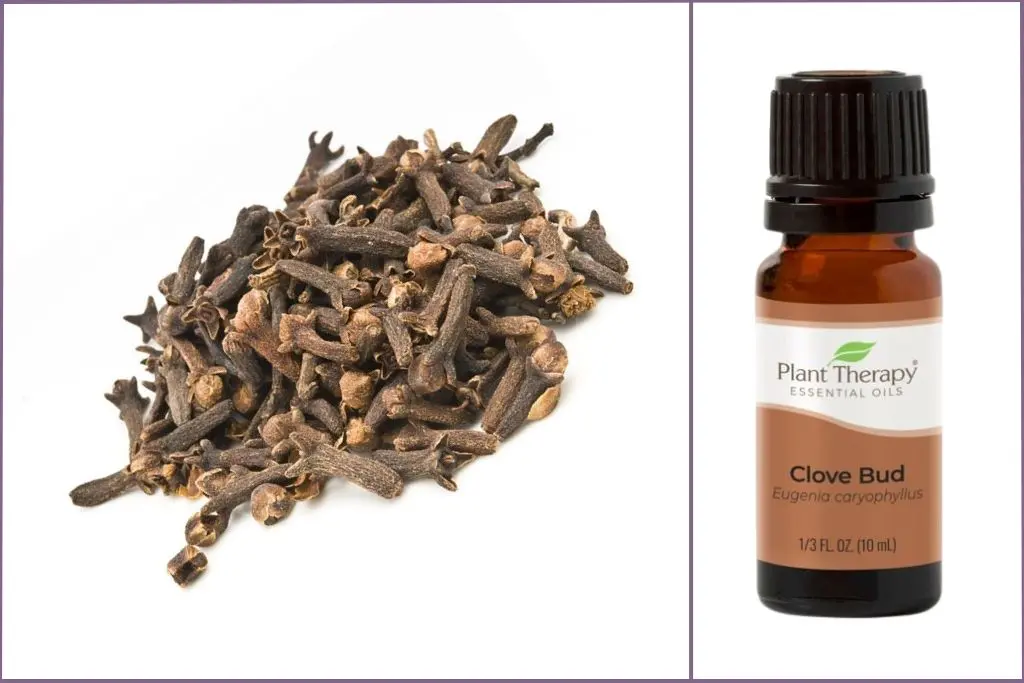 Clove buds+ Clove Bud essential oil bottle