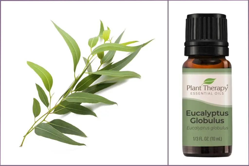 Eucalyptus leaves + Eucalyptus essential oil bottle