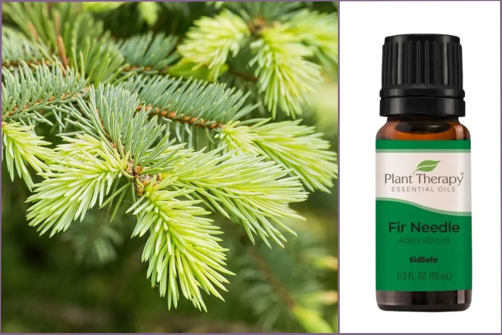 Branches of Fir Needle + Fir Needle essential oil bottle