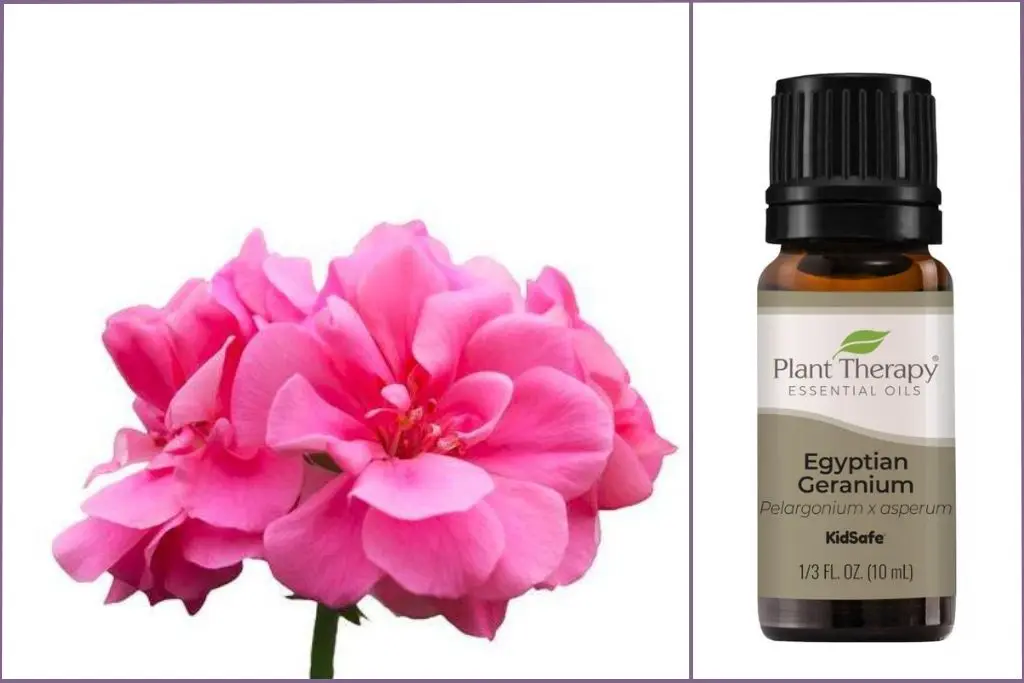 Pink Geranium flower + Geranium essential oil bottle