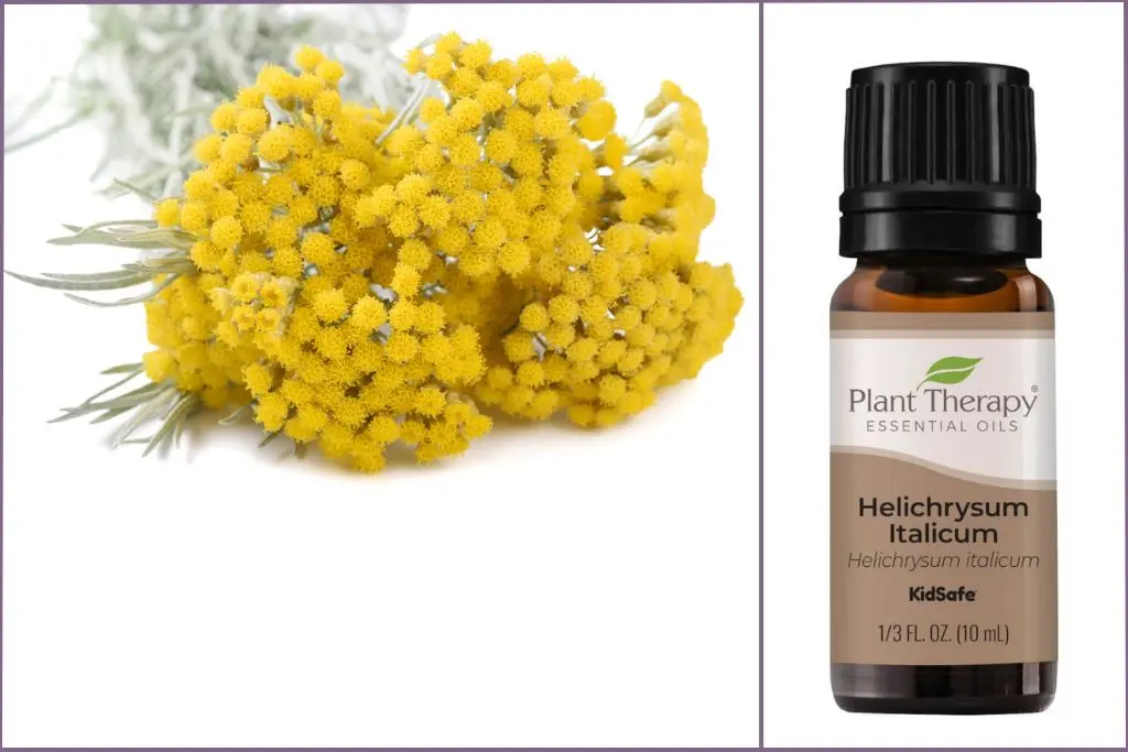 Yellow Helichrysum flowers + Helichrysum essential oil bottle