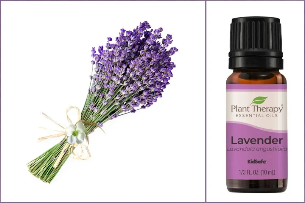 Lavender flowers + Lavender essential oil bottle