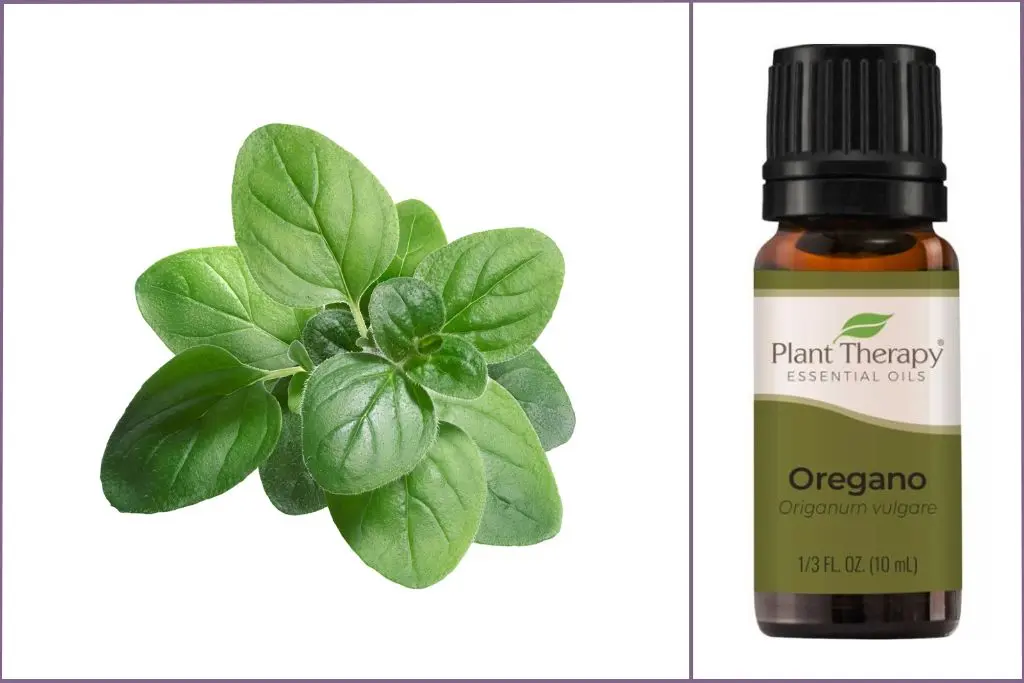 Oregano sprig + Oregano essential oil bottle