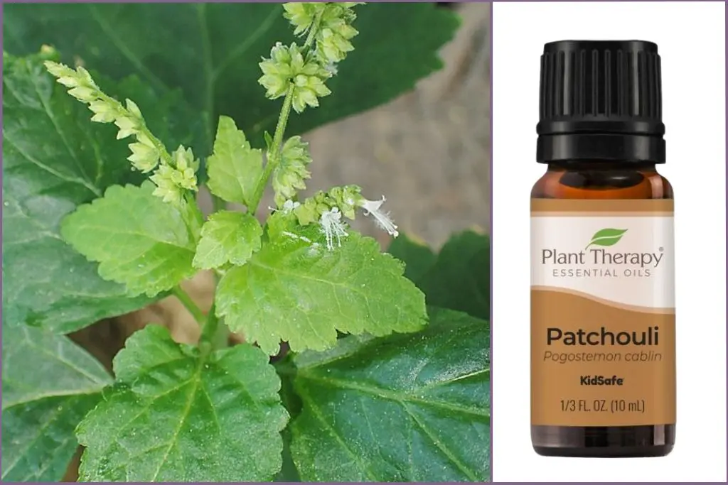 Patchouli plant + Patchouli essential oil bottle