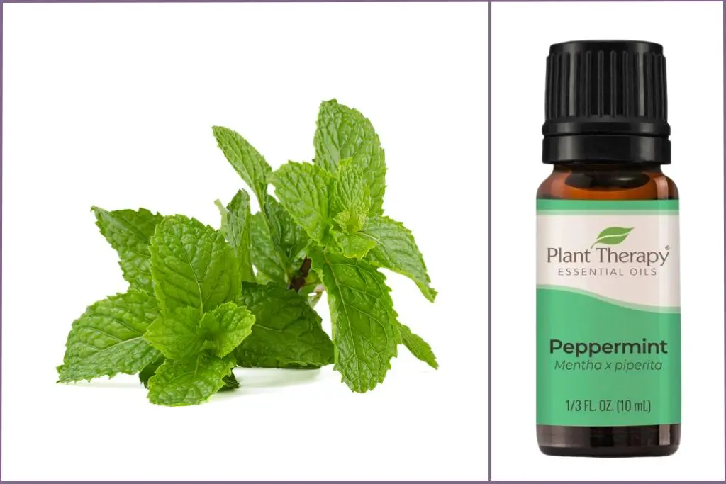 Peppermint sprig + Peppermint essential oil bottle