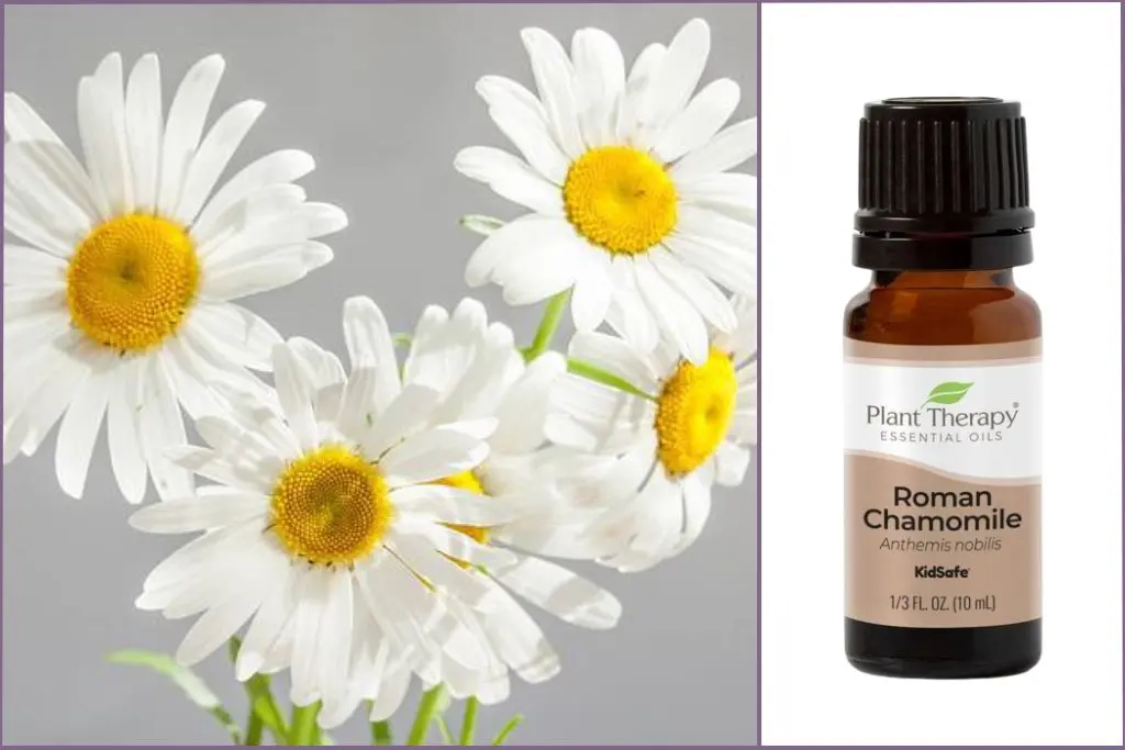 White Roman Chamomile Flowers + essential oil bottle