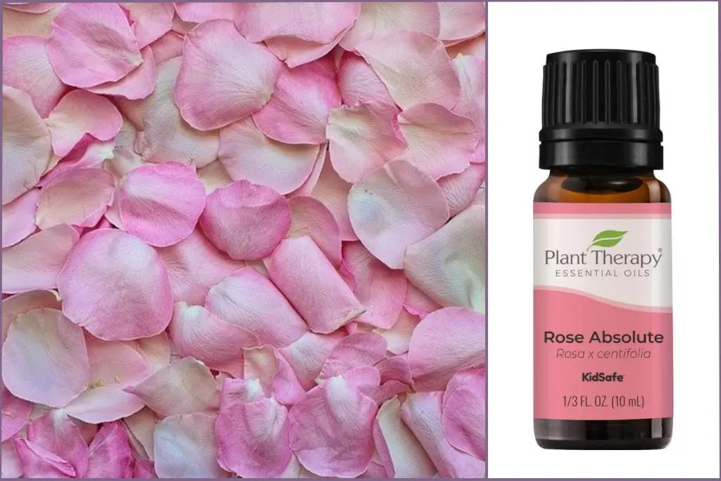Pink Rose petals + Rose essential oil bottle