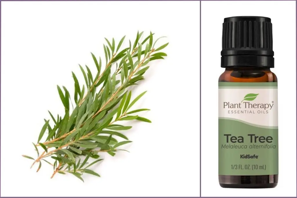 Trea Tree sprigs + Trea Tree essential oil bottle
