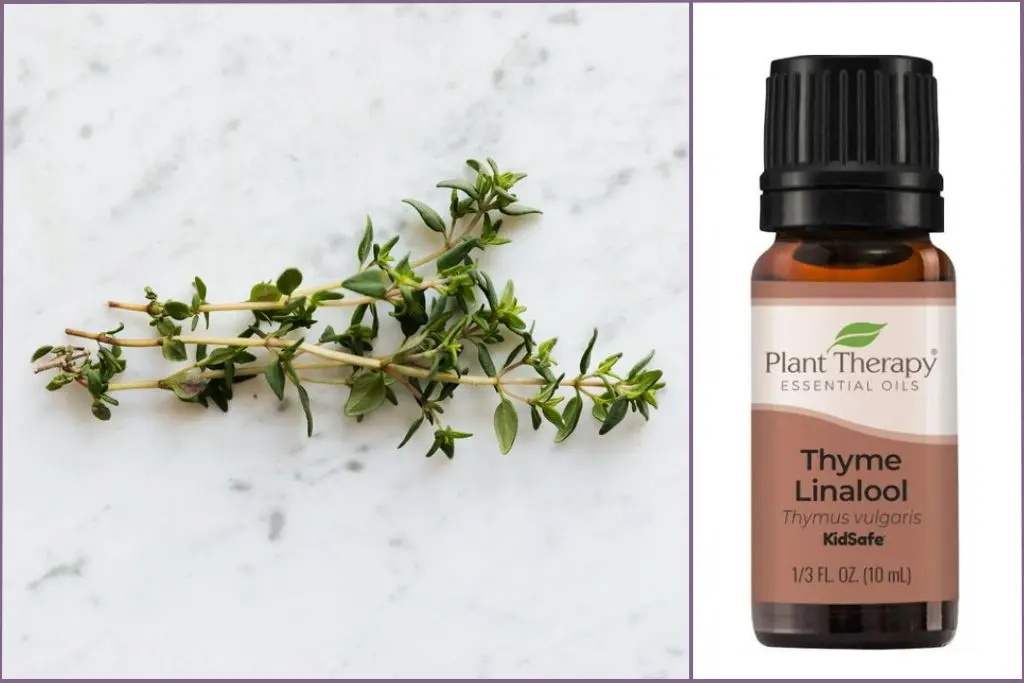 Trea Tree sprigs + Thyme essential oil bottle