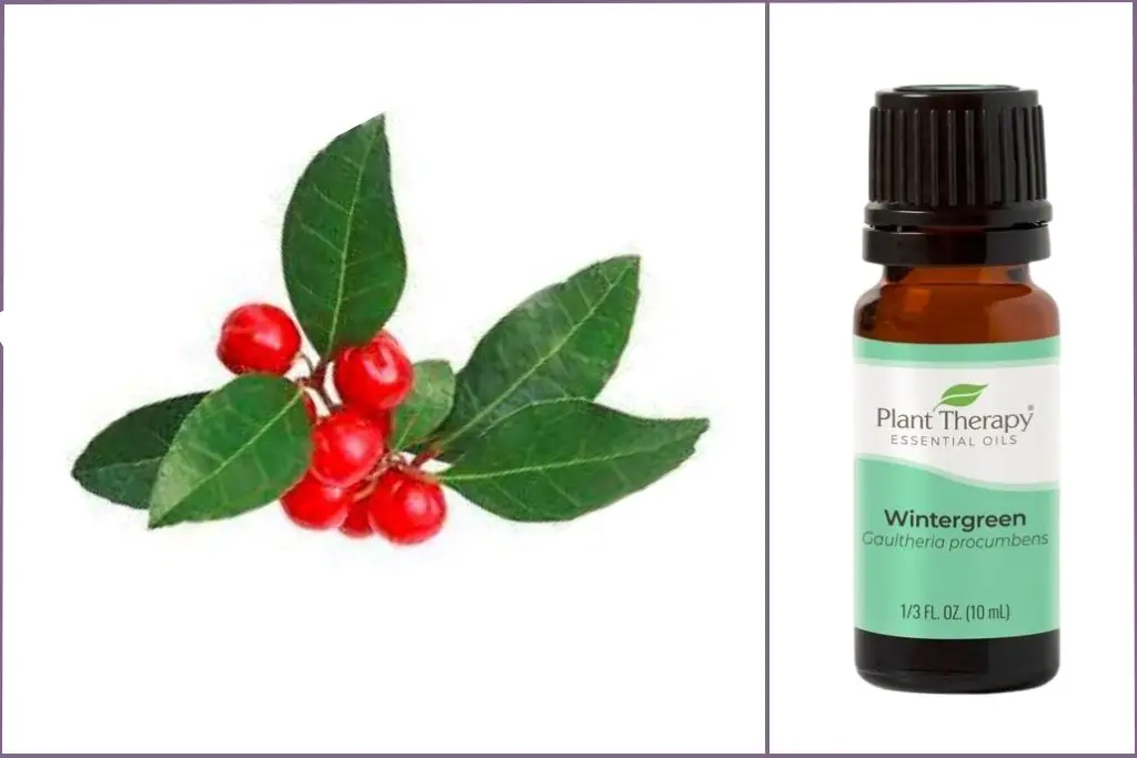 Wintergreen berries and leaves + Wintergreen essential oil bottle