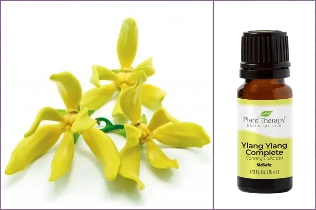Yellow Ylang Ylang flowers + Ylang Ylang essential oil bottle