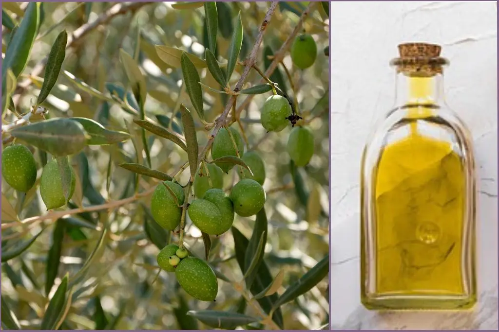 olives on tree and bottle of olive oil
