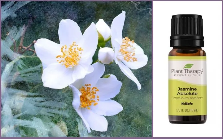 Jasmine flowers + jasmine essential oil bottle