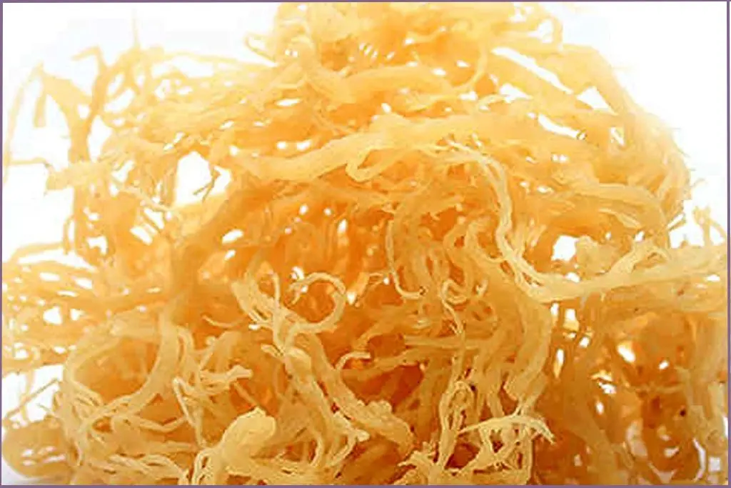 sea moss dried