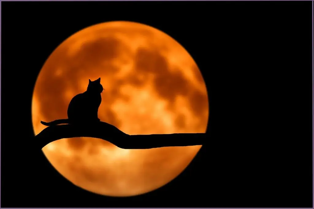 black cat with orange moon in the background - Black Cat Magic essential oil blend