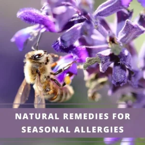 bee sitting on a lavender flower- what causes seasonal allergies