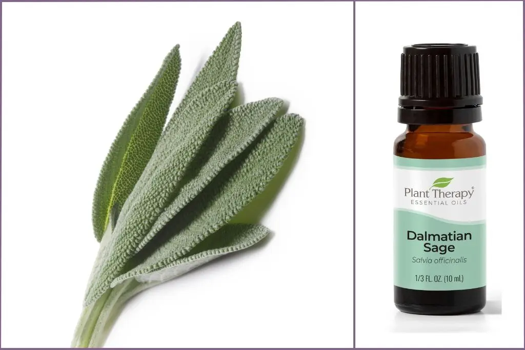 Sage leaves + Sage essential oil bottle