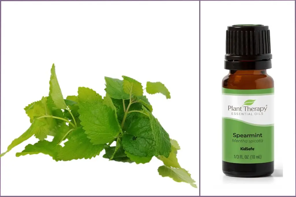 Spearmint leaves + Spearmint essential oil bottle