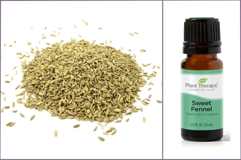 bottle of sweet fennel essential oil with sweet fennel