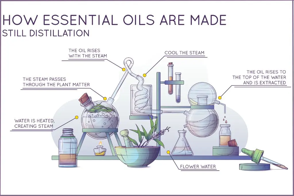 illustration of the steam distillation process used to extract essential oils