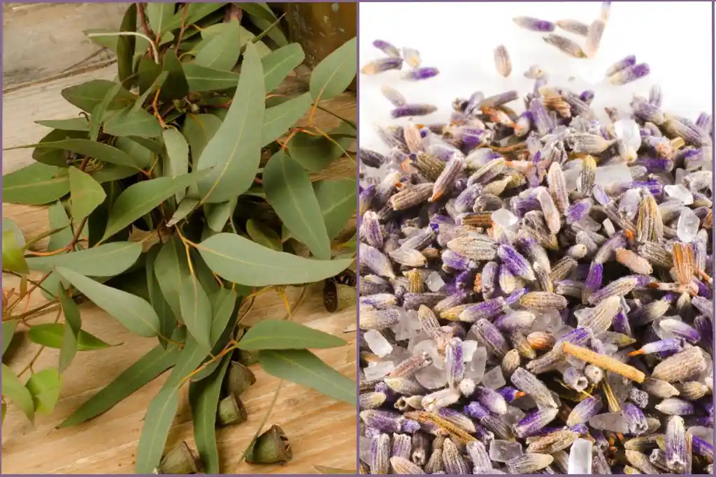 dried eucalyptus leaves and lavender buds for making shower steamers