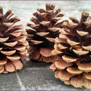 3 pinecones on a rough surface
