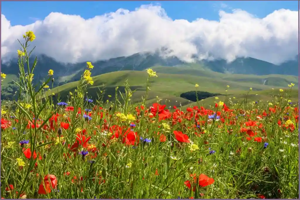 meadow with spring flowers and hills in the background