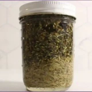 Glass bottle with rosemary and lavender steeped in carrier oil to make infused oil