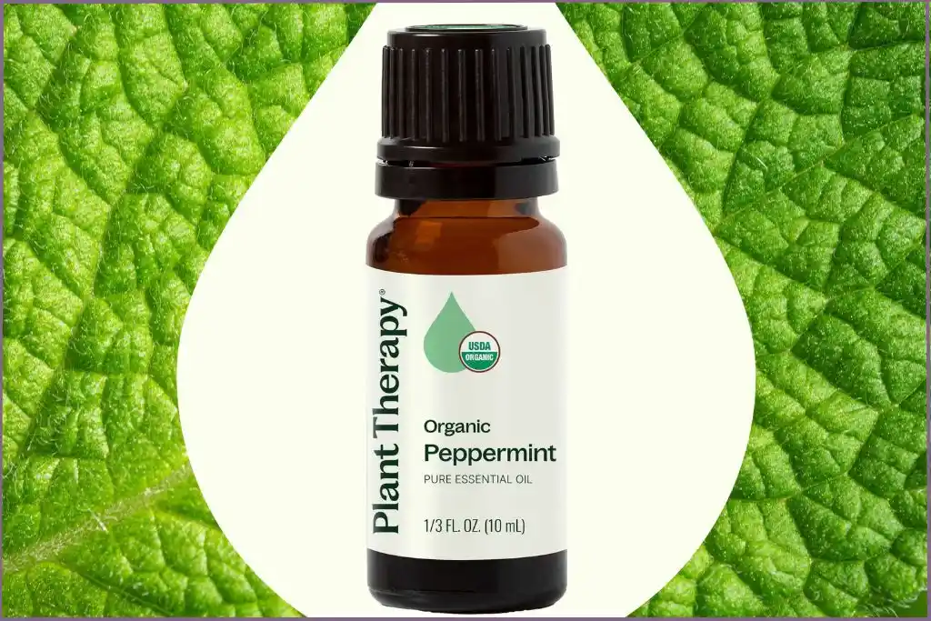 Plant Therapy peppermint essential oil bottle - uses & benefits