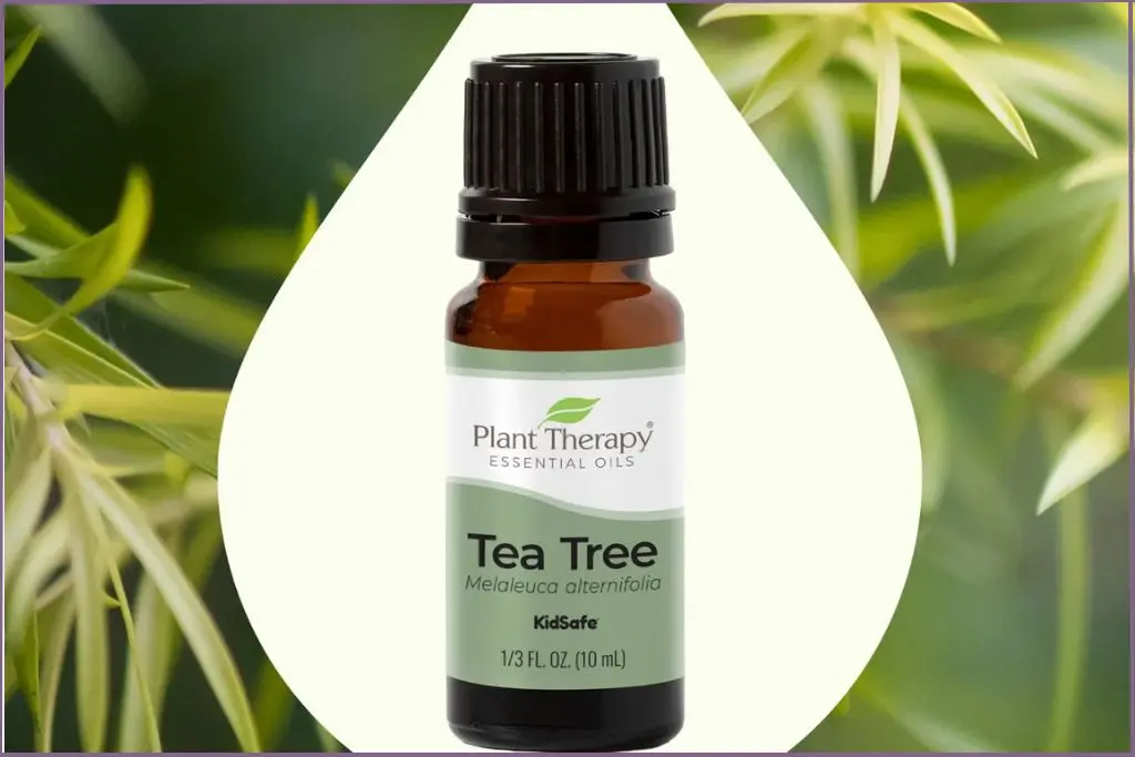 bottle of Plant Therapy essential oil - 31 naturally refreshing ways to use tea tree essential oil