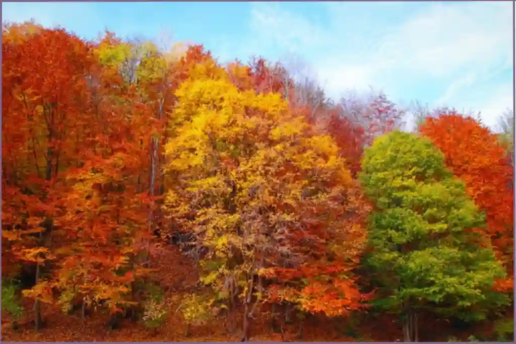 Fall foliage depicting crisp and outdoorsy diffuser blends