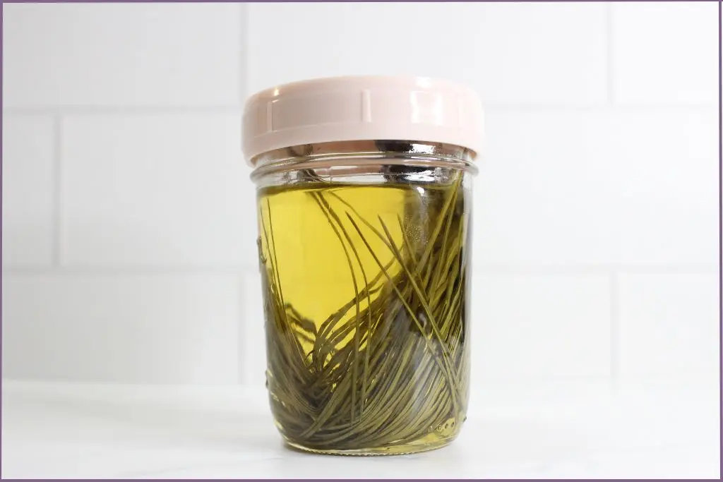 Glass jar with pine needles infused in carrier oil to make pine needle infusion