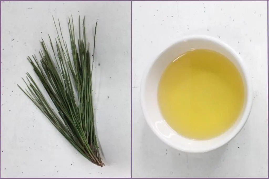 Pine needles and a white bowl with carrier oil - ingredients to make pine-needle infused oil
