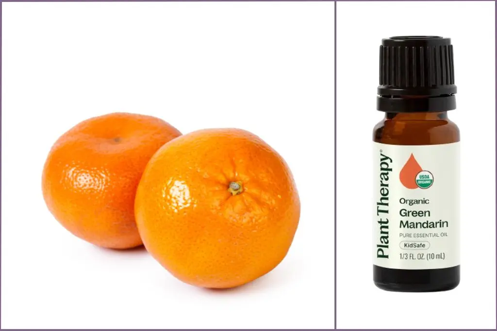 Bottle of Plant Therapy green mandarin essential oil + 2 mandarins