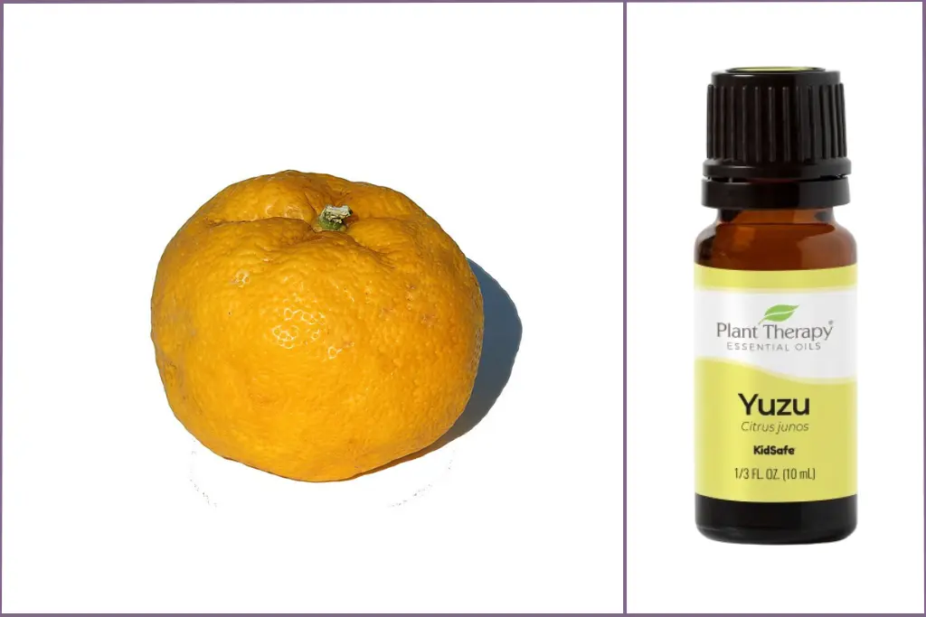 Bottle of Plant Therapy yuzu essential oil + yellow yuzu fruit